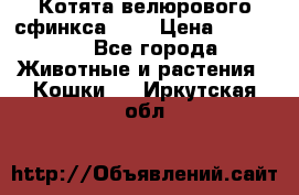 Котята велюрового сфинкса. .. › Цена ­ 15 000 - Все города Животные и растения » Кошки   . Иркутская обл.